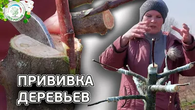 Прививка деревьев весной: скачайте новые фото прививок бесплатно