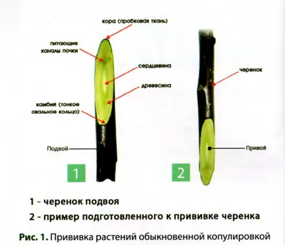 Прививка деревьев весной: удивительные фото, показывающие обновление жизни