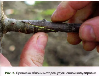 Великолепие природы: прививка деревьев весной на фотографиях