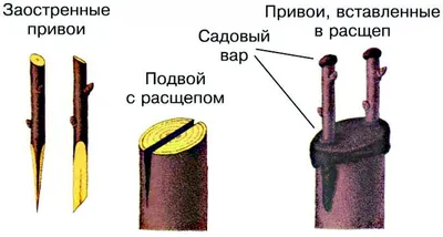 Прививка деревьев весной: новые фото в высоком разрешении