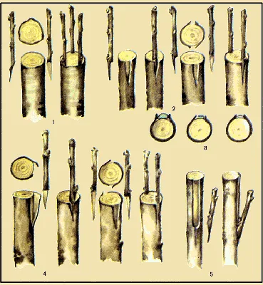 Прививка деревьев: фотографии процесса, полные загадочности
