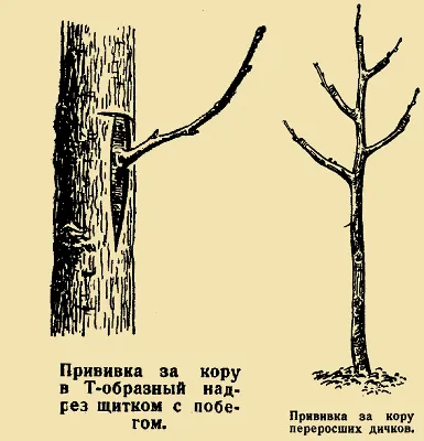 Великолепие природы: Прививка деревьев весной