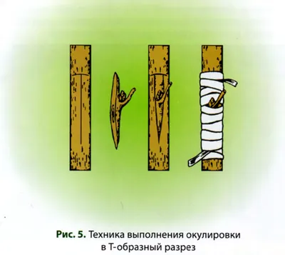 Волшебство весны: когда деревья оживают благодаря прививке