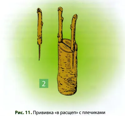 Прививка деревьев: скачать в форматах PNG или JPG