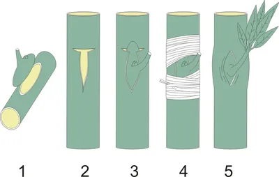 Прививка деревьев фотографии