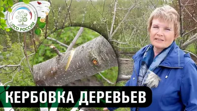 GIF с изображением деревьев