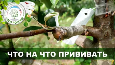 Обои на андроид с изображением цветущего дерева