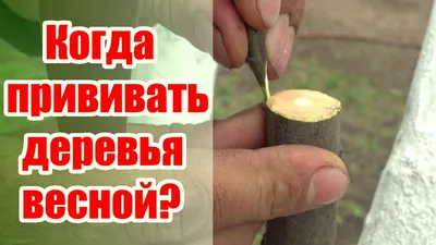 Прививка, создающая уникальных гигантов: величие природы