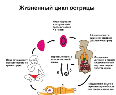 Глисты в человеческом организме: Фото и изображения