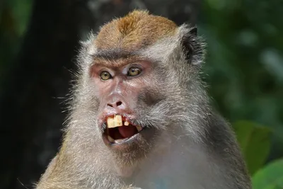 Новые изображения обезьян в формате 4K