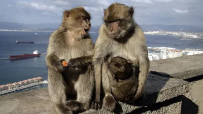 Загадочные обезьяны: Скачай бесплатно в любом формате