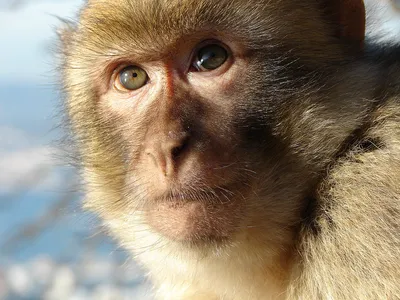 Фото с дикими обезьянами: Уникальные моменты