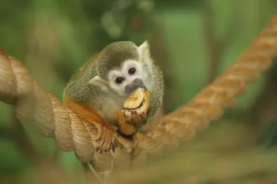 Умные обезьяны: захватывающие моменты на фото
