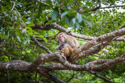 Эволюция в кадрах: фотографии различных видов обезьян