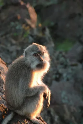 Лесные художники: обезьяны на фото в своем естественном окружении