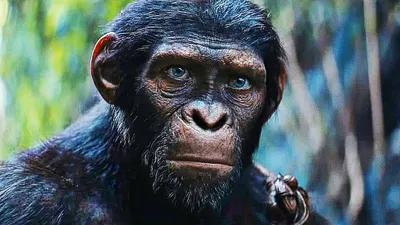Экзотический мир обезьян: фотографии с разных континентов