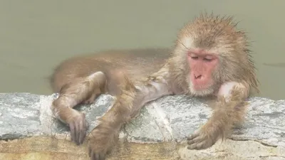 Природные акробаты: обезьяны в удивительных позах на фото