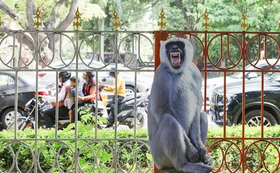 Самые забавные обезьяны: Фото в хорошем качестве