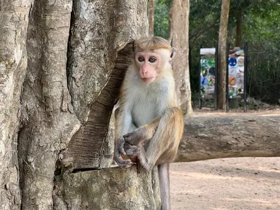 Эмоциональные моменты: выражения лиц обезьян на удивительных фото