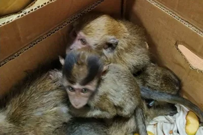 Пленители сердец: обезьяны-младенцы в трогательных снимках