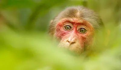 Природа в объективе: обезьяны на фоне потрясающих природных пейзажей