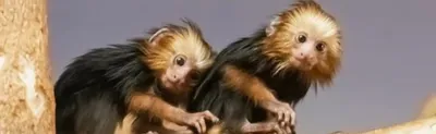 Фотографии обезьян в Full HD