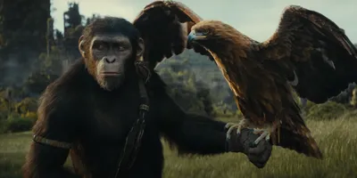 Обои с обезьянами в Full HD качестве