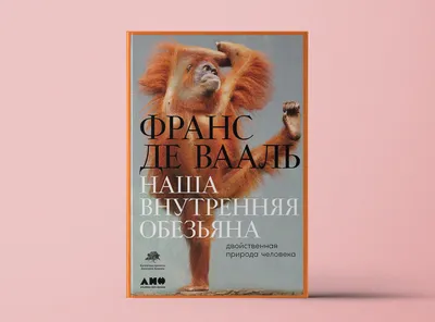 Обои на рабочий стол с обезьянами: Красочные изображения для вашего компьютера!