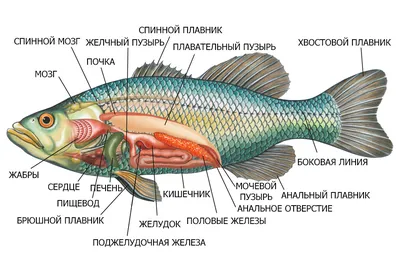 Картинки с разными рыбами в формате png