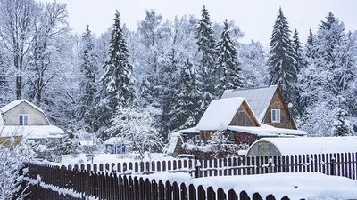 Снежные кружева: удивительные узоры на деревьях и кустах