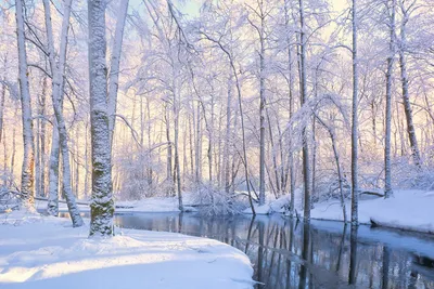 Фотографии снежных деревьев в 4K разрешении - скачивай бесплатно!