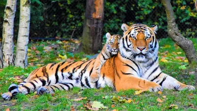 Про тигров  фото