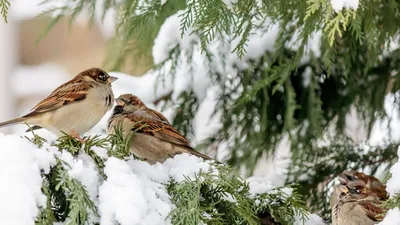 Зимняя энергия: Фотографии зимнего ветра и снежных бурий