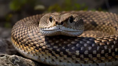 Красочная картинка змеи для скачивания в png