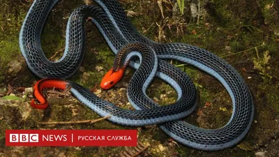Фотка змеи в высоком качестве: выберите формат