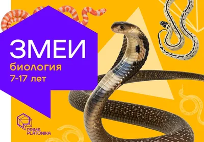 Увлекательная фотка змеи в высоком качестве: выберите формат