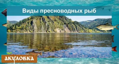 Загадочные промысловые рыбы, запечатленные на картинках