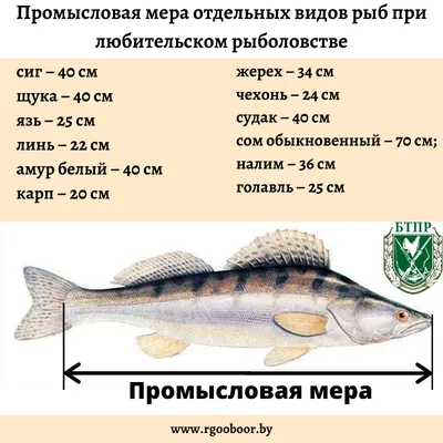 Изысканные картинки промысловых рыб