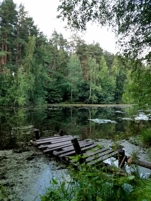 Удивительные фотографии пруда в лесу: бесплатно скачать в HD качестве