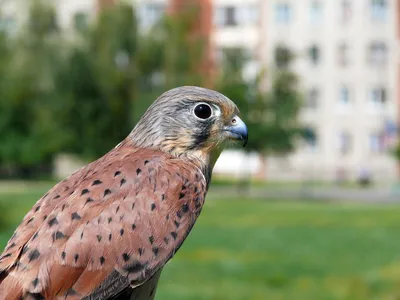 Все оттенки природы на фото птенцов хищных птиц