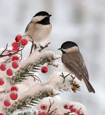 Зимние птицы: Загрузите фото в JPG, PNG, или WebP