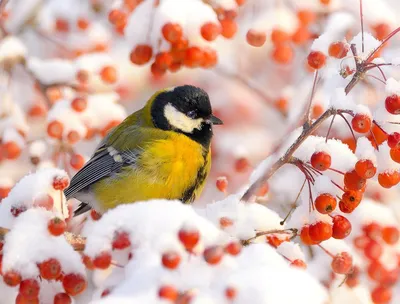 Изображение птиц зимой в формате WebP