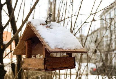 Птицы в холодное время года: Фото в WebP