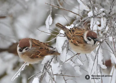 Изумительные птицы зимой: Формат PNG