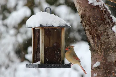 Фото птиц в зимней природе: JPG, PNG
