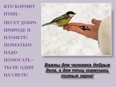 Фотографии зимних птиц на ваш выбор: PNG или WebP