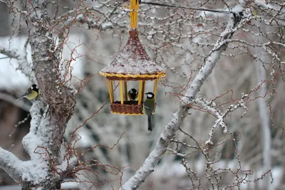 Птицы в зимнем окружении: Загрузка в формате WebP