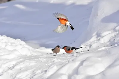 Изображение птиц в зимней атмосфере: JPG, PNG