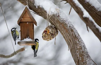 Птицы зимой: Изображение в формате PNG