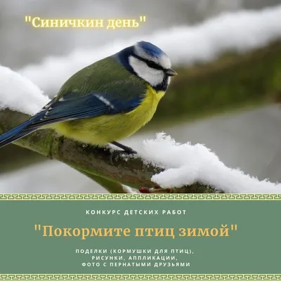 Фото птиц в зимней обстановке: Загрузка в WebP